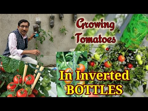 Best method of Growing Tomatoes in Inverted Plastic Bottle / Vertical Gardening