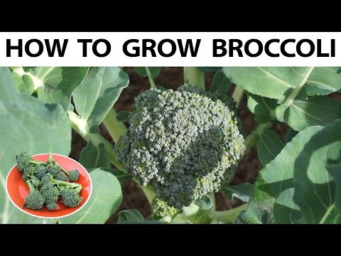 How to grow broccoli from seed  to harvest - A complete guide