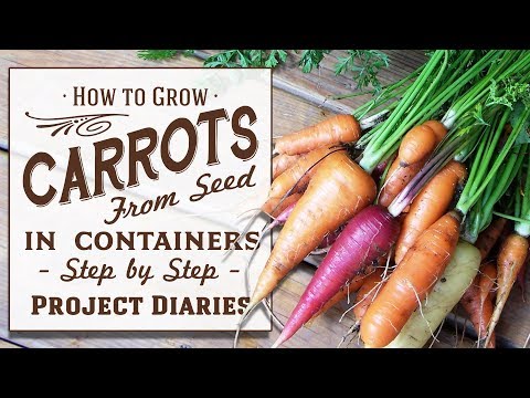 ? How to: Grow Carrots from Seed in Containers (A Complete Step by Step Guide)