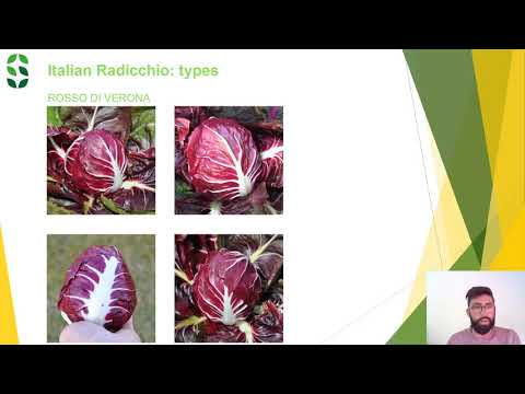 HISTORY: Radicchio Cultivation and Types