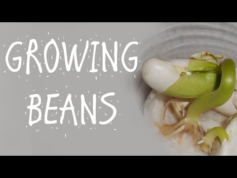 THE BEAN PLANT EXPERIMENT