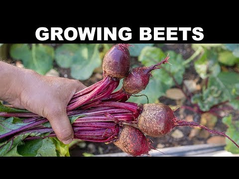 How To Grow Beets - A Complete Guide To Growing Beet Root & Beet Greens