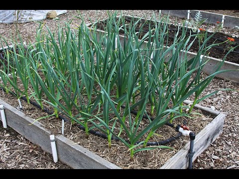 Plant Garlic & Shallots: Everyone Can Grow a Garden (2020) #37