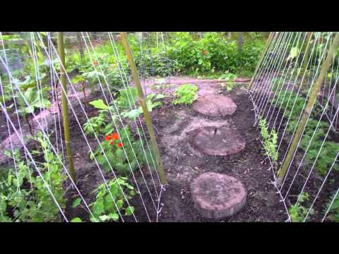 How to Grow Peas - Trellises, Watering, Companion Planting