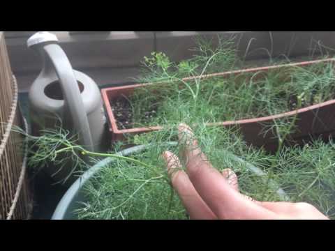 How to Prune, Harvest, and Grow Dill in Containers