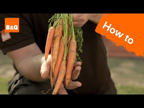 How to grow & harvest carrots