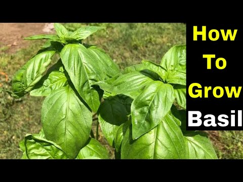 How to Grow Basil in Containers