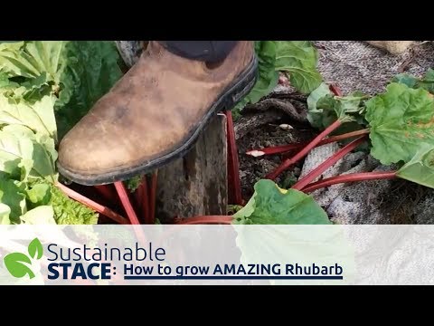 How to grow AMAZING Rhubarb
