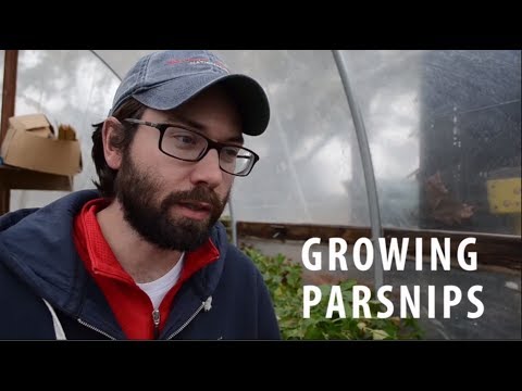 Growing and Harvesting Parsnips