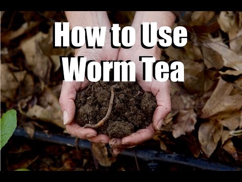 Using Worm Tea in Your Garden - What, Why, How  //  Feeding Your Garden #2