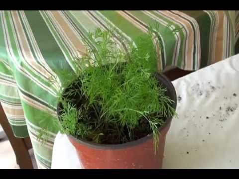 How to Grow Dill Video- Shebu Bhaji or Suva or Savaa or Soa Bhaji - Gardening by Bhavna