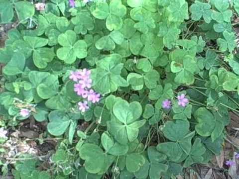 EatTheWeeds: Episode 67: Oxalis, Wood Sorrel