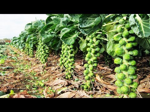 Awesome Tiny Cabbage Farm and Harvest - Brussel Sprout Cultivation Technology