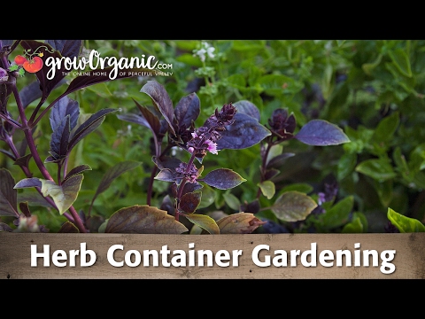 How to Plant and Herb Garden in a Container