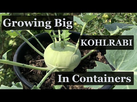 Growing Organic Kohlrabi in Containers [Seed to Harvest]