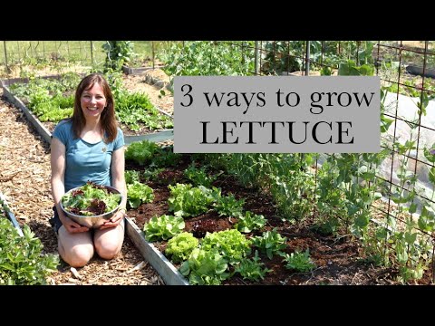 3 ways to grow lettuce for harvesting year round!